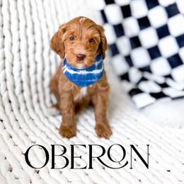 Oberon - Red  male Goldendoodle puppy in Springville, Utah from Happy Doodle