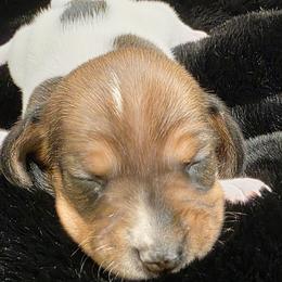 Baby Girl 3 - Calico - Piebald female Dachshund puppy in Salem, Oregon from Long'd Fore Dachshunds