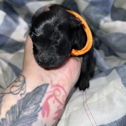 Orange Collar Black Female - Coco - Black female German Shepherd puppy in Adelanto, California from Würdighaus Kennels
