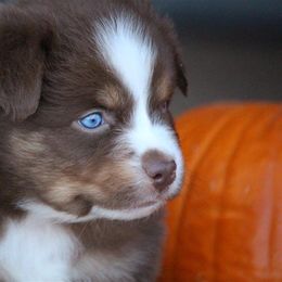 Australian Shepherd and Miniature Australian Shepherd Puppies from Canyon Creek Aussies