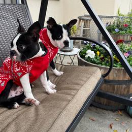 Boston Terrier Puppies from So Cal Boston’s