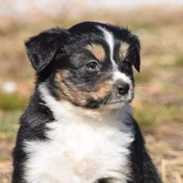 Miniature American Shepherds from Minions Mini American Shepherds
