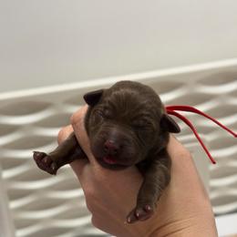 Cherry - Chocolate female Labrador Retriever puppy in Elloree, South Carolina from Moonlight Kennels LLC