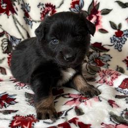 Colter - Black tri-color male Australian Shepherd puppy in Dardanelle, Arkansas from Whispering Willow Ranch