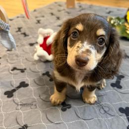 Juliet - Dapple female Dachshund puppy in Fort Gibson, Oklahoma from Cooper’s Dachshunds