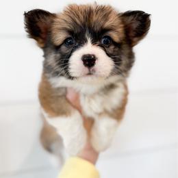 Jo - Black (Fluffy with tail) - Sable female Pembroke Welsh Corgi puppy in Milan, Georgia from Williams’ Welsh Corgis LLC