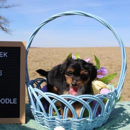 Millie - Black tri-color female Aussiedoodle puppy in Hopkins, Missouri from Mowry Creek Mini Aussiedoodles and More