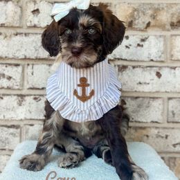 Cove - Merle female Goldendoodle puppy in Dallas County, Texas from Dream A Little Doodle