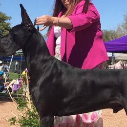 Great Danes from Colra Danes