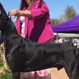 Great Danes from Colra Danes