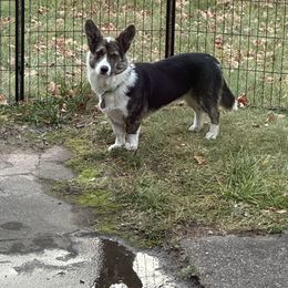 Sr Winston - American Corgi