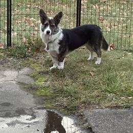 Sr Winston - American Corgi