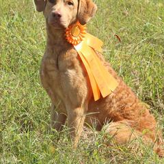 Chesapeake Bay Retriever All Grown Up from Chesamo Chesapeakes