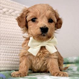 Peaches - Apricot female Goldendoodle puppy in Temecula, California from Oodles O'Doodles