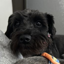 Remi - Miniature Schnauzer