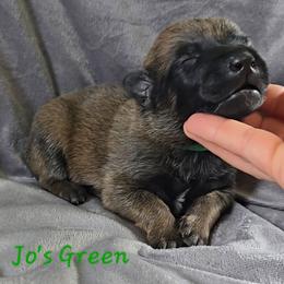 Jo's Green - Mahogany male Belgian Malinois puppy in Berry, Alabama from North River k9
