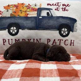 Blue - Chocolate male Labrador Retriever puppy in Heath Springs, South Carolina from Rich Hill Retrievers
