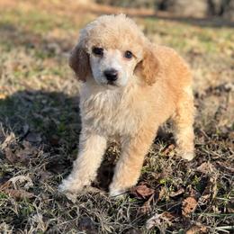 Cherry - Apricot female Poodle puppy in Greeneville, Tennessee from Smokey Mountain Sheepadoodles