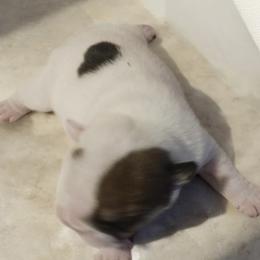 Speckles - White female Bulldog puppy in Salem, Illinois from Itsabulldogthing
