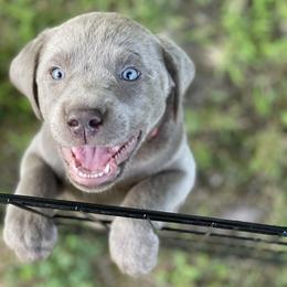 Dilute Retriever Puppies from Virdin’s Silver Labs