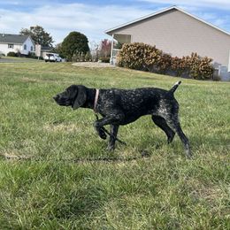 Black Roan Girl - Black roan female German Shorthaired Pointer puppy in Freeport, Illinois from Rock Hollow Retrievers