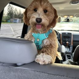 Goldendoodle Puppies from Lykeable Farms
