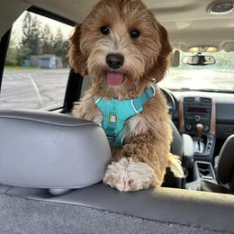 Goldendoodle Puppies from Lykeable Farms