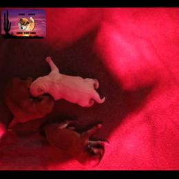 Shiba Inu Puppies from Sunset State Shiba