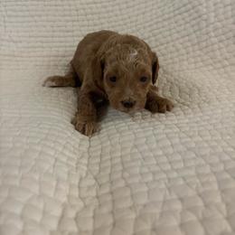 Girl puppy 1 - Apricot female Maltipoo puppy in Kansas City, Missouri from Waffles puppies