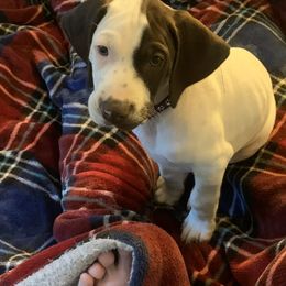 German Shorthaired Pointers from Webber's Place