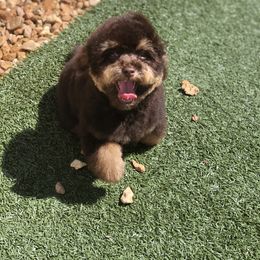 Aussiedoodle and Poodle All Grown Up from Ohana Companions