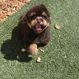 Aussiedoodle and Poodle All Grown Up from Ohana Companions