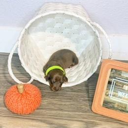 Dachshund Puppies from BooneDox Mini Dachshunds