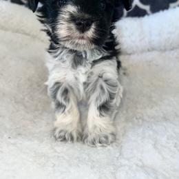 Miniature Schnauzer Puppies from A.R Miniature Schnauzers