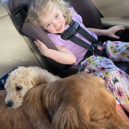 Goldendoodles and Golden Retrievers from Southern Golden Beauties