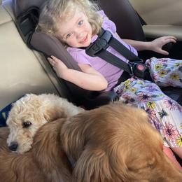 Goldendoodles and Golden Retrievers from Southern Golden Beauties