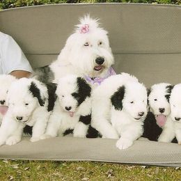 Old English Sheepdog Puppies from Wild-n-Woolly Old English Sheepdogs