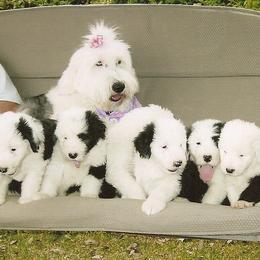 Old English Sheepdog Puppies from Wild-n-Woolly Old English Sheepdogs