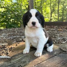 Remi - Black and white female English Springer Spaniel puppy in Comer, Georgia from Stratton Spaniels