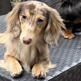 Dachshunds from Golden State Mini Doxies
