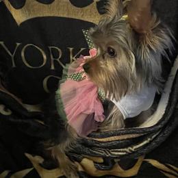 Yorkshire Terrier Puppies from Joy Riley's Yorkies
