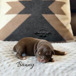 Bunny - Red tri male Miniature Australian Shepherd puppy in Cody, Wyoming from Quartz Creek Aussies