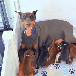 Mila - Doberman Pinscher