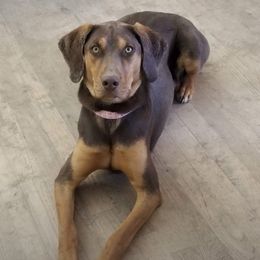 Emele - Catahoula Leopard Dog