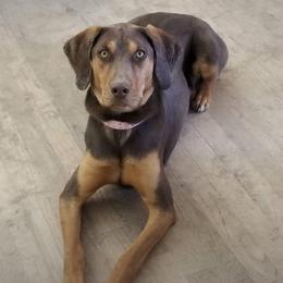 Emele - Catahoula Leopard Dog