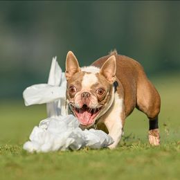 Autumn - Boston Terrier