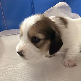 Dachshund Puppies from Dianna Eaves