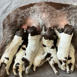 Wirehaired Pointing Griffons from Sagebrush Pointing Griffons