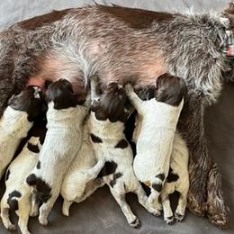 Wirehaired Pointing Griffons from Sagebrush Pointing Griffons