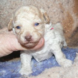 Poodle puppies from Debra White